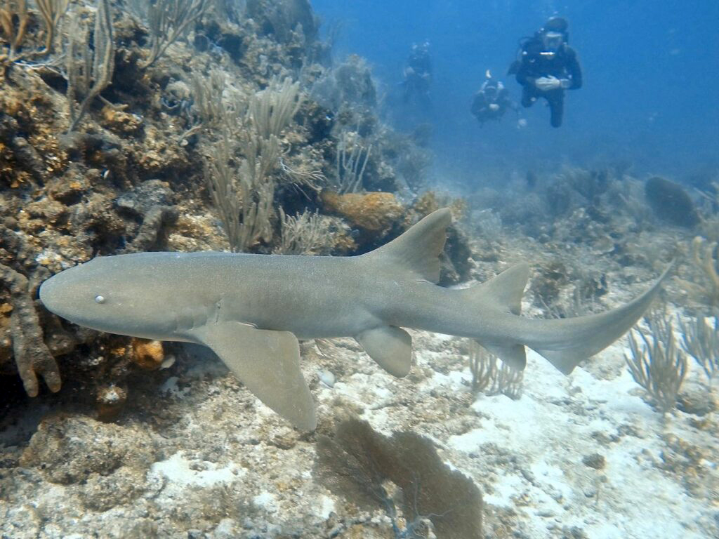 Peñon reef